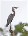 _1SB0932 great-blue heron